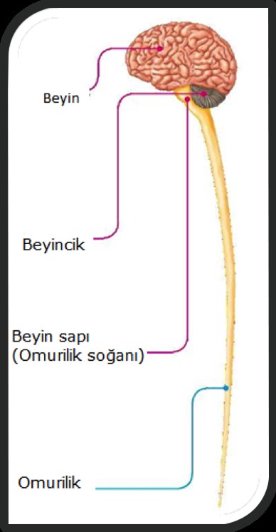 Beyin, beyincik, beyin sapı ve omurilik görseli
