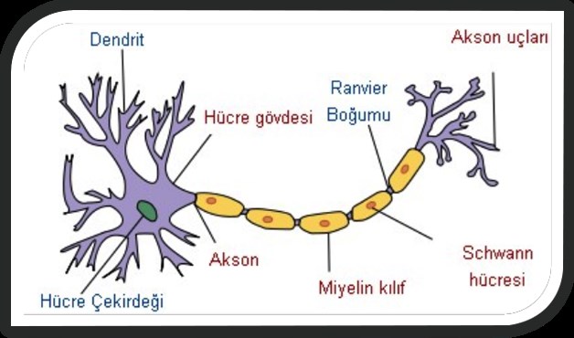 Dendrit, hücre gövdesi, akson ve miyelin kılıfını gösteren nöron görseli
